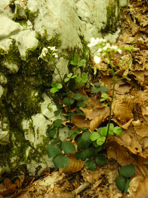 Cardamine trifolia